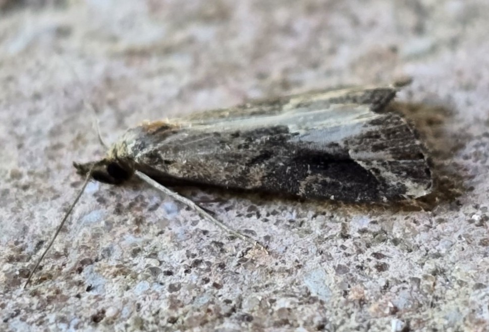 Photo of Pinion-streaked Snout (Schrankia costaestrigalis)
